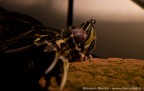 una tartaruga che dorme con la bollicina d'aria sul naso