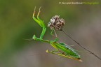 Dopo aver perpetrato questo atto di..."voyeurismo" mi sono allontanato lasciandoli alla loro intimit... :)
Non s come sia andata a finire, ma da maschietto mi piace pensare che quella volta, lui, ce l'abbia fatta!

Nikon D700, Sigma 180mm f/3,5 APO Macro, 1/10@f/14, ISO 200, esposizione manuale, misurazione spot, alzo specchio preventivo, esposizione posticipata, Manfrotto 055XPROB, Manfrotto 410, Novoflex Castel Cross, (Bradi)Plamp