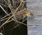 Nikon d90 con tamron 28-135 f8 1/125 di secondo ISO 1250.
Ogni critica  ben accetta. Ciao