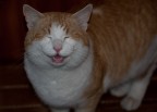 My smiling cat