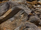 Gipeto - Gypaetus barbatus
