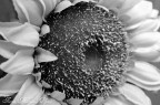 Sunflower No. 1