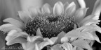 Sunflower No. 3