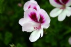 un fiore estivo che  mi ha trovato interessato....