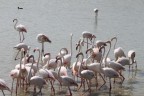 Fenicotteri rosa al parco nazionale della Comargue