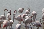 Parco nazionale della Comargue, Francia