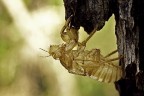 Exuvia di cicala Exuvia di cicala