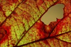 Lymph 0459