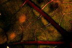 Lymph 0175
