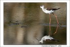 Dati di scatto:
Canon 7D +Canon 300 f/2.8 + extender 2X
1/500 - f/7.1 - ISO 100 - Tardo pomeriggio
Monopiede - Raw - leggero crop per ricomporre

Critiche e suggerimenti sempre apprezzati!