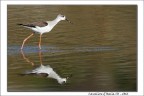 Dati di scatto:
Canon 7D +Canon 300 f/2.8 + extender 2X
1/500 - f/7.1 - ISO 100
Monopiede - Raw - leggero crop per ricomporre

Critiche e suggerimenti sempre apprezzati!