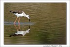 Dati di scatto:
Canon 7D +Canon 300 f/2.8 + extender 2X
1/500 - f/7.1 - ISO 100
Monopiede - Raw - leggero crop per ricomporre

Critiche e suggerimenti sempre apprezzati!