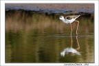 Dati di scatto:
Canon 7D +Canon 300 f/2.8 + extender 2X
1/500 - f/7.1 - ISO 100
Monopiede - Raw - leggero crop per ricomporre

Critiche e suggerimenti sempre apprezzati!