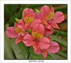 Oriental Colors