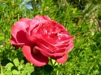 rosa