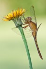 Orthetrum coerulescens