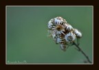 Prima macro