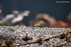 Indipendentemente dal risultato finale sono stato comunque soddisfatto di avere congelato in uno scatto questo bellissimo animaletto con un 18-55 mm (e non con uno zoom, che sarebbe stato molto pi facile) senza farlo fuggire via.

Corpo Macchina:CANON EOS 300D
 Obiettivo:18.0-55.0 mm
 Focale:55mm
 ISO:200
 Apertura:f5.6
 Tempo:1/1600 sec.