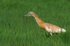 Sgarza Ciuffetto in caccia