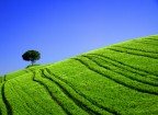 lonely tree