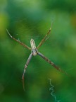 argiope junior...