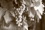 Un pomeriggio di fine estate tra le vigne dell'astigiano!