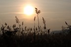 Canon 500D - 55-250 IS
Commenti e critiche sono ben accetti !!