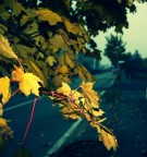 Canon 20D + 18-55
