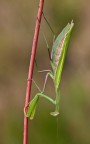 Mantide