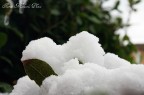 Neve 2