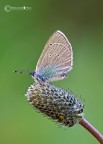 Glaucopsyche (Glaucopsyche) alexis (Poda, 1761)