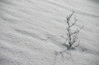 Ramìi nella neve Ramìi nella neve