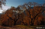Gli Alberi Parlanti - II