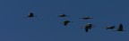 grus grus 2