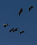 grus grus 3