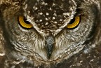 The eyes