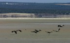 gru in migrazione andalucia, atetrraggio nella laguna di Fuente de Pedra andalucia