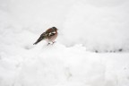 Andate sul primo "Quattro passeri sotto zero" per il reportage e i commenti ;)