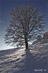 Mattino d'Inverno