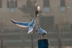 f/5,6
1/400 s
200 ISO
Mano Libera