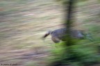 Parco Nazionale d'Abruzzo, Lazio e Molise

Velocissimo, forse inseguiva una preda o scappava da chiss cosa.
Pioveva e ho fatto appena in tempo ad estrarre la fotocamera dalla custodia. Ho scattato senza impostare ed il risultato  il seguente.
