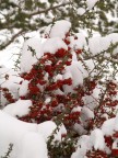 Neve