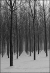 silenzi d'inverno
