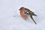 Fringuello su neve