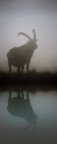 I nostri profili stagliati nella Nebbia di un umido mattino dInverno mentre il sole faticava a penetrare l'aria densa che tratteneva i nostri odori. Entrambi avevamo avvertito la nostra reciproca presenza!