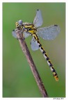 Libellula