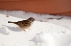 Passero 4