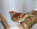 Passera scopaiola