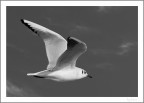 Jonathan Livingston