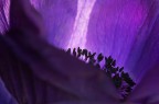 nel fiore ...